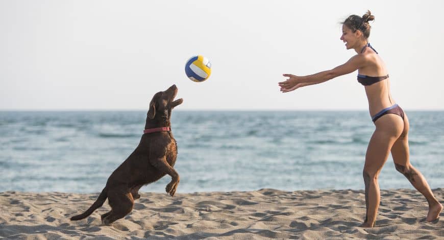 ¿Tu perro se aburre? Actividades para estimular cuerpo y mente
